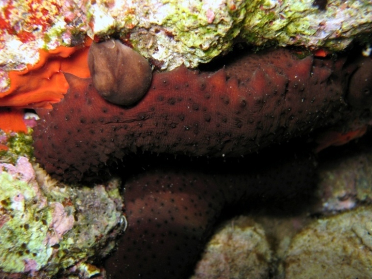 Holothuria sanctori (Delle Chiaje, 1823)  e Tubi di Cuvier